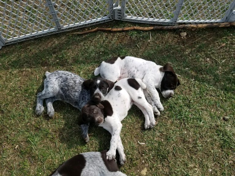 About Us Bawl of Fire Kennels